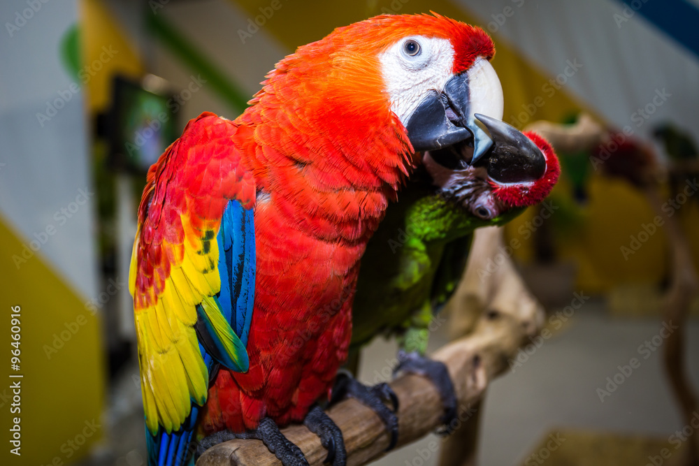 Cute parrots in love