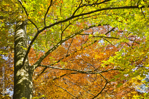 Las w pięknych jesiennych kolorach w pogodny dzień. Pięknie wybarwione jesienne liście na drzewach w lesie.