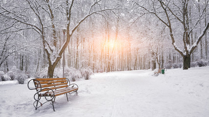 Snow-covered trees and benches in the city park