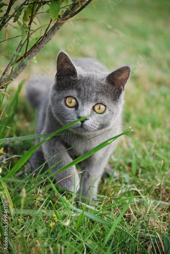 Chat