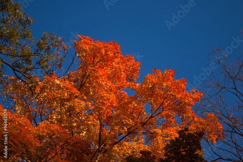 Orange maple leaves in afternoon sun