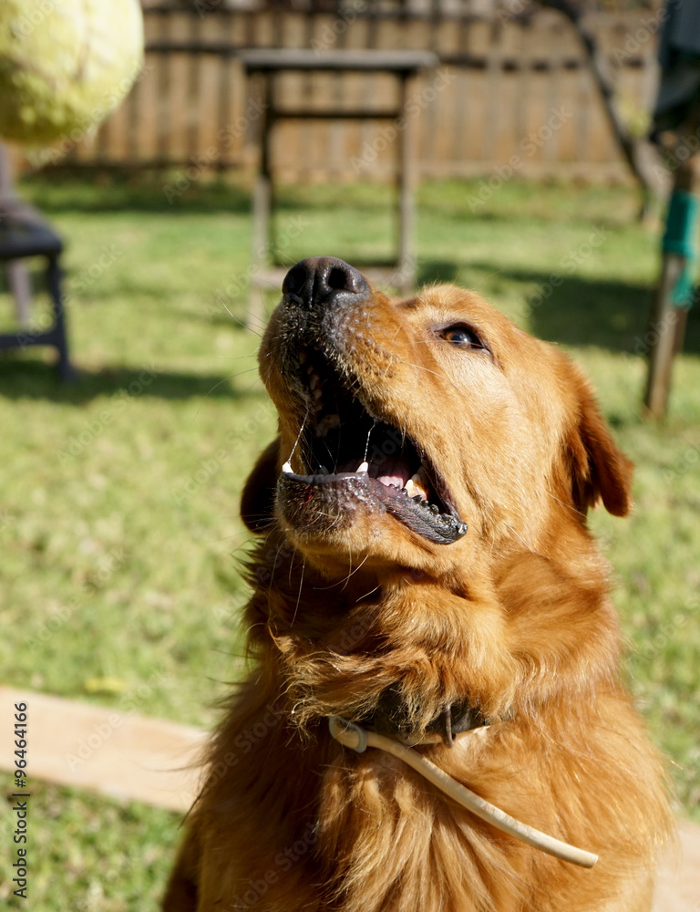 Obraz premium dog