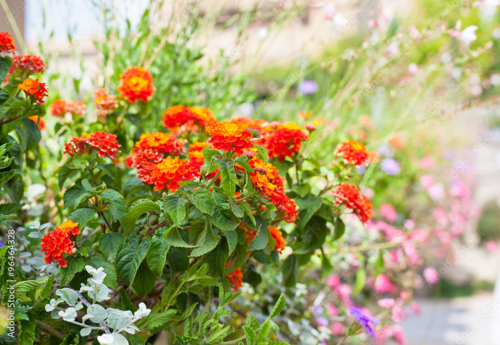 Multicolored flowerbed on a street Multicolored flowerbed on a street