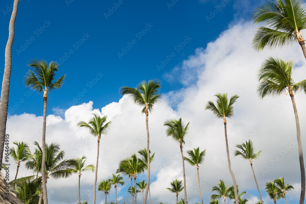 Tall green coconut palm trees standing in bright blue tropical sky