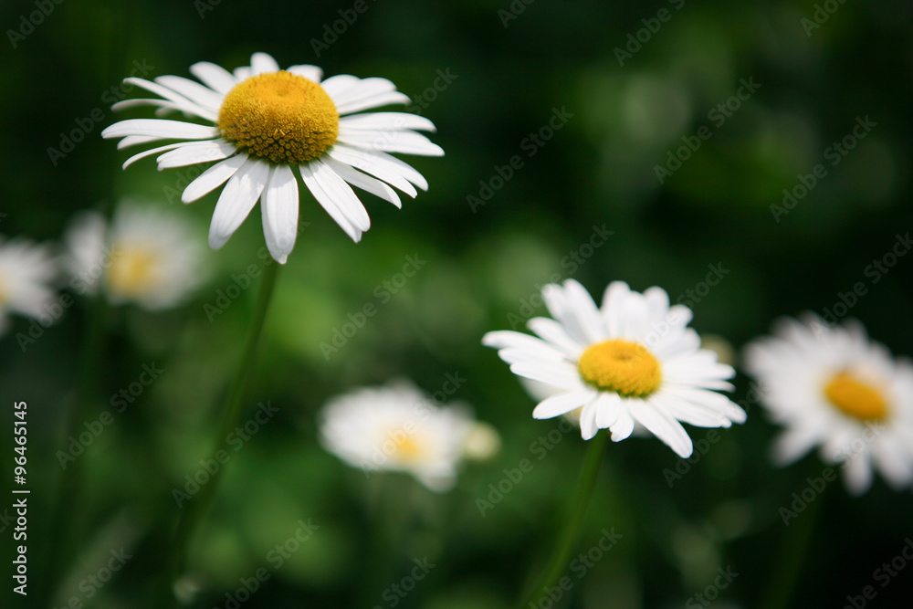 Blooming white daisies on a green background Blooming white daisies on a green background