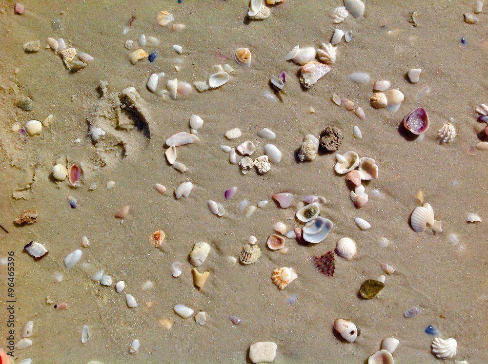 Strand mit Muscheln Strand mit Muscheln