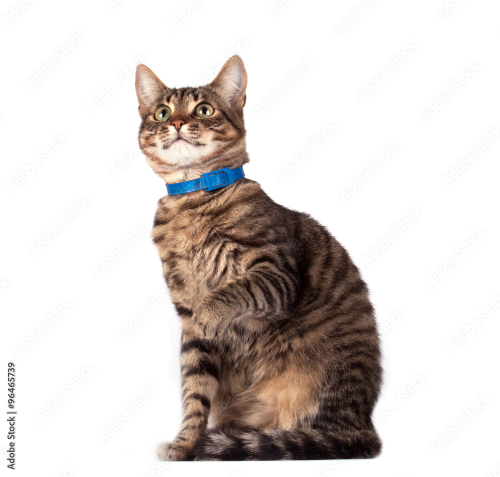 Fototapeta premium cat isolated on white background
