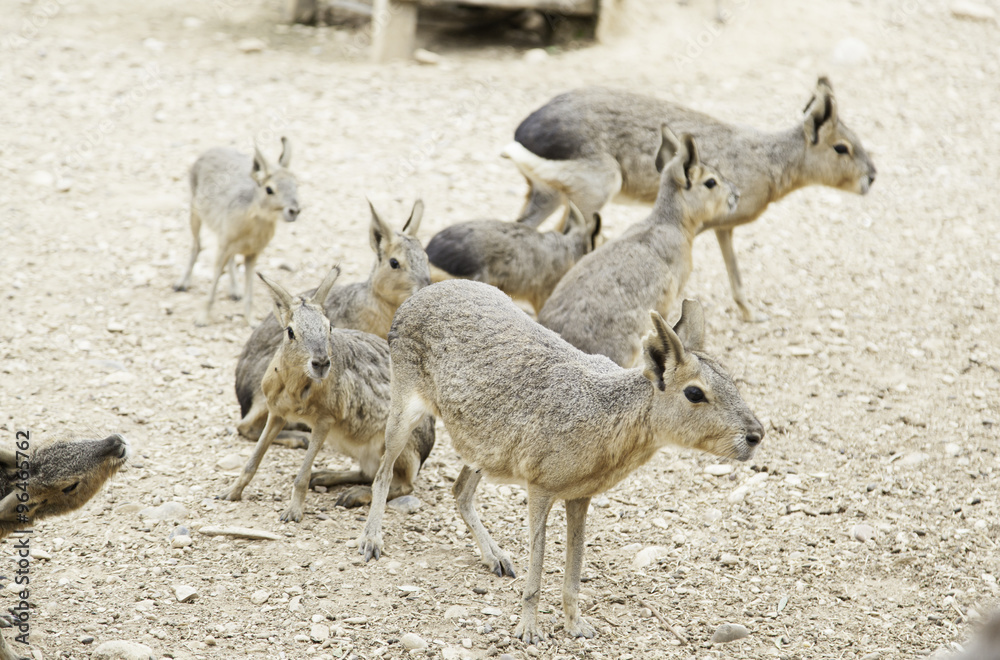 Fototapeta premium Patagonia hare in nature