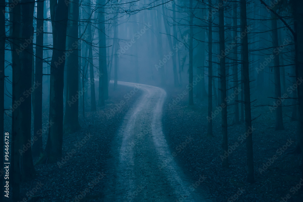 Fototapeta premium Im Wald zur Blauen Stunde