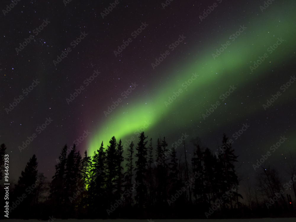 Fototapeta premium Aurora Borealis (Northern lights) in Alberta, Canada