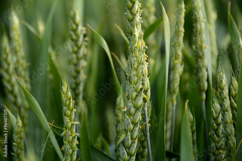 green wheat close-up