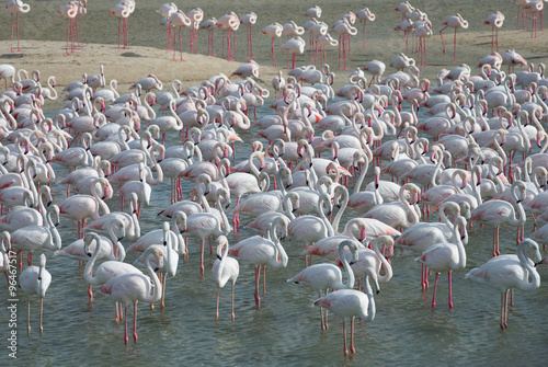 Herd of pink flamingos
