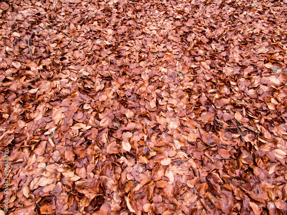  wet beech leaves fallen to the ground as the background