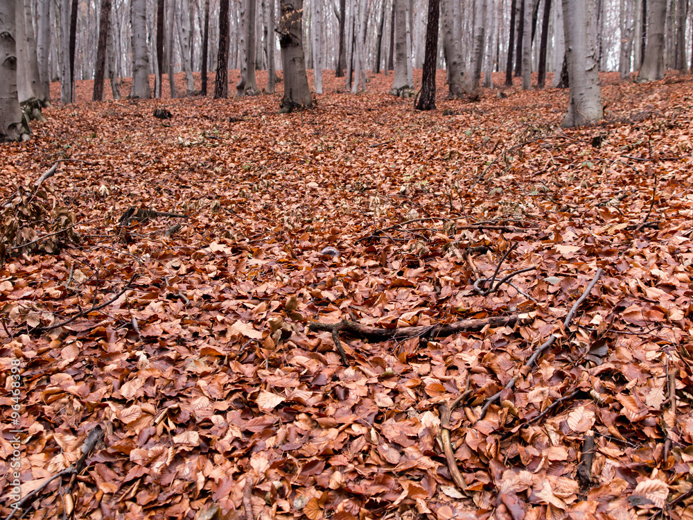  wet beech leaves fallen to the ground as the background