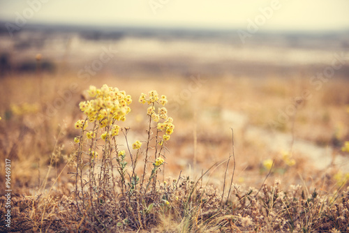 autumn wild flowers on blurred background