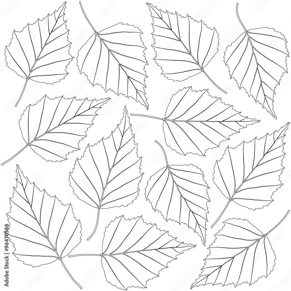 Fototapeta contoured birch leaves