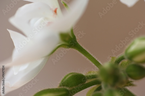 Fototapeta Naklejka Na Ścianę i Meble -  Trichomes (Hairs) on Geranium Stem 