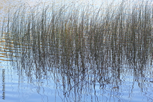 Binsen spiegeln sich im See photo