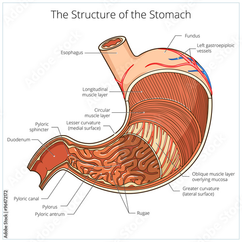 Structure of stomach medical educational vector