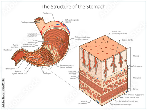 Structure of stomach medical educational vector