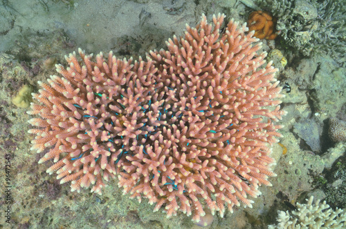 Pink hard coral block from top with school of tiny blue coral fish hiding among its branches.