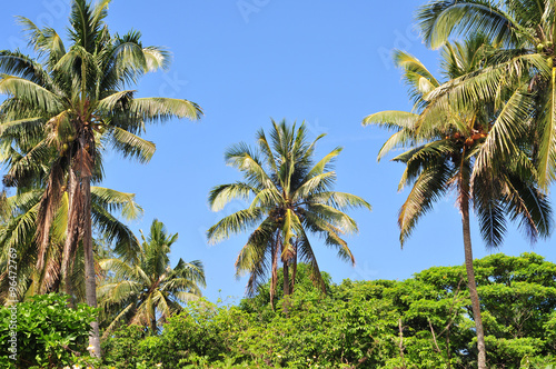 Dense and fresh tropical vegetation of palm trees and banana plants on Vavau archipelago in Kingdom of Tonga. photo
