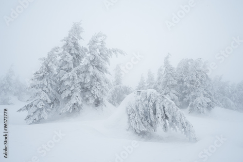 Fir trees in snow