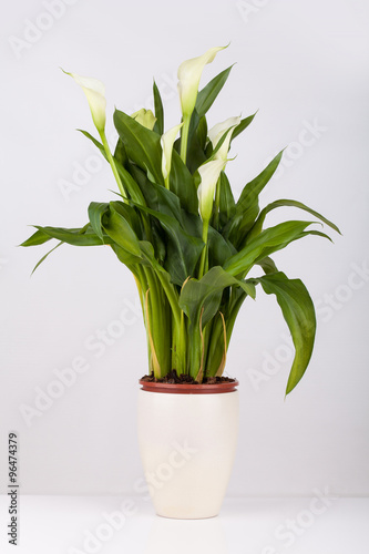 Calla lily in a pot photo