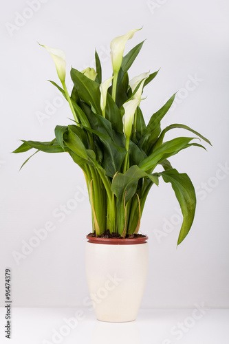 Calla lily in a pot