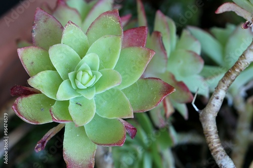 Sedum - Sempervivum