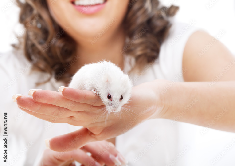 White mouse in female hands White mouse in female hands