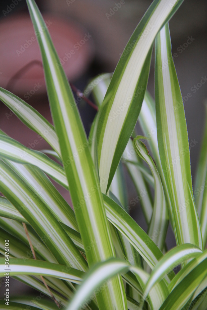 Obraz premium オリヅルラン