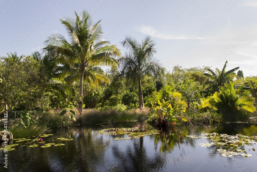 Lake with palm trees