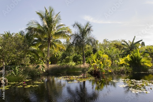 Lake with palm trees
