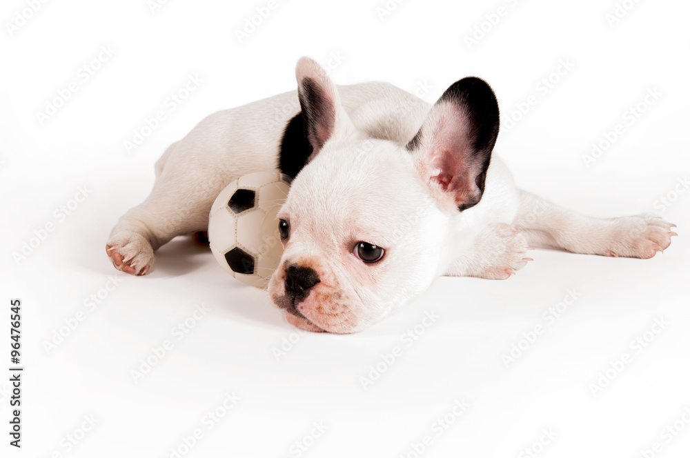 French bulldog puppy