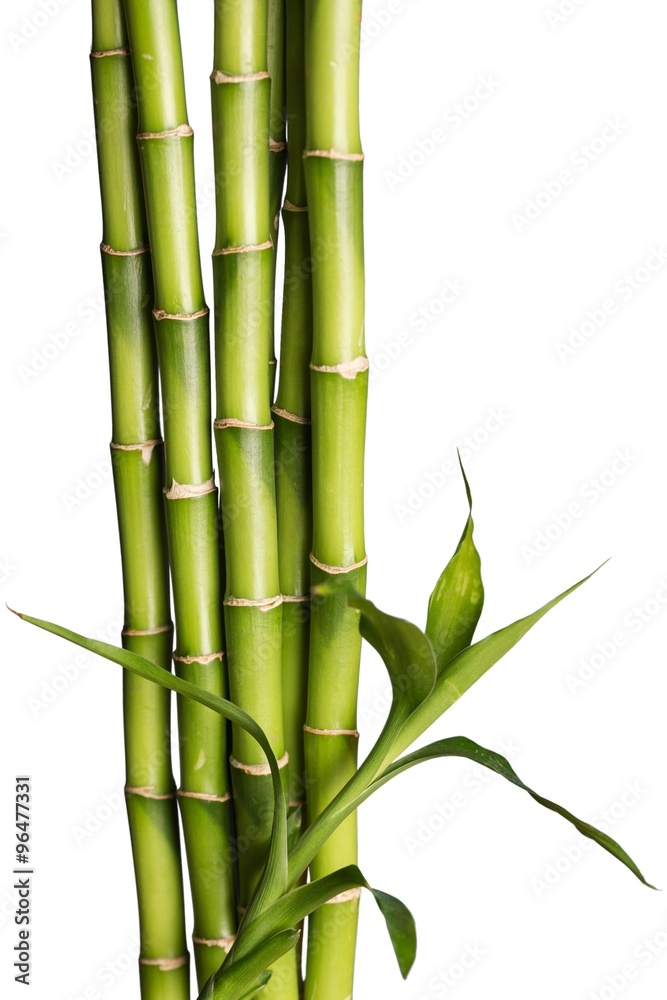 Bamboo Shoot. Bamboo Shoot.
