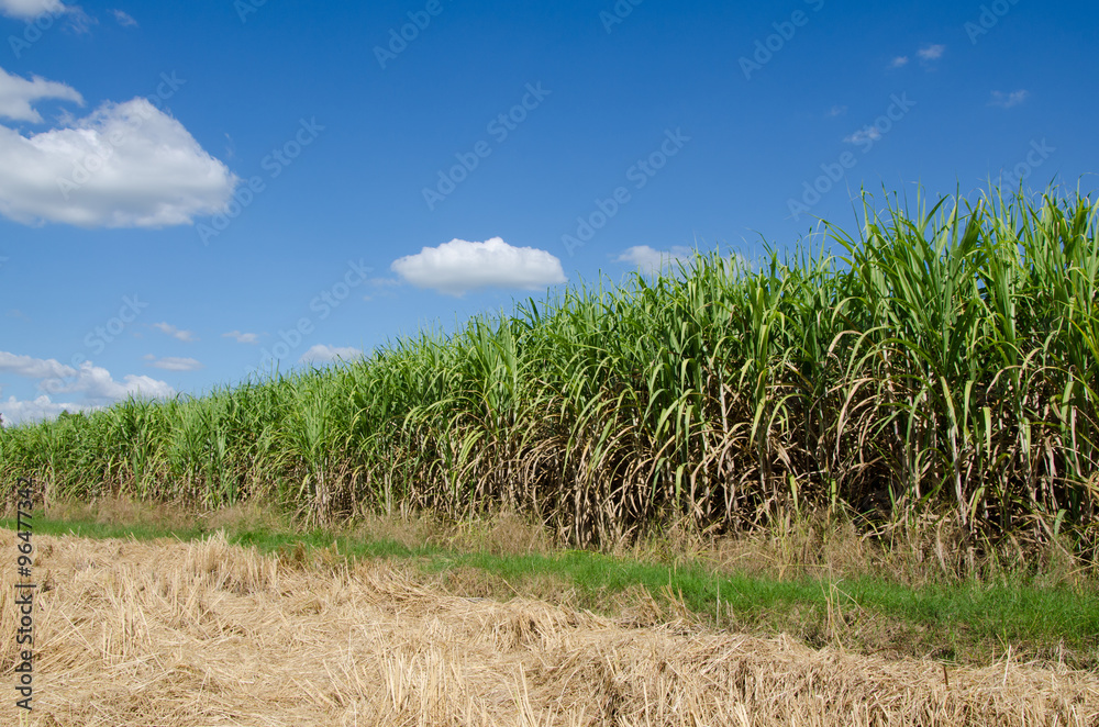 Obraz premium sugarcane plants grow in field