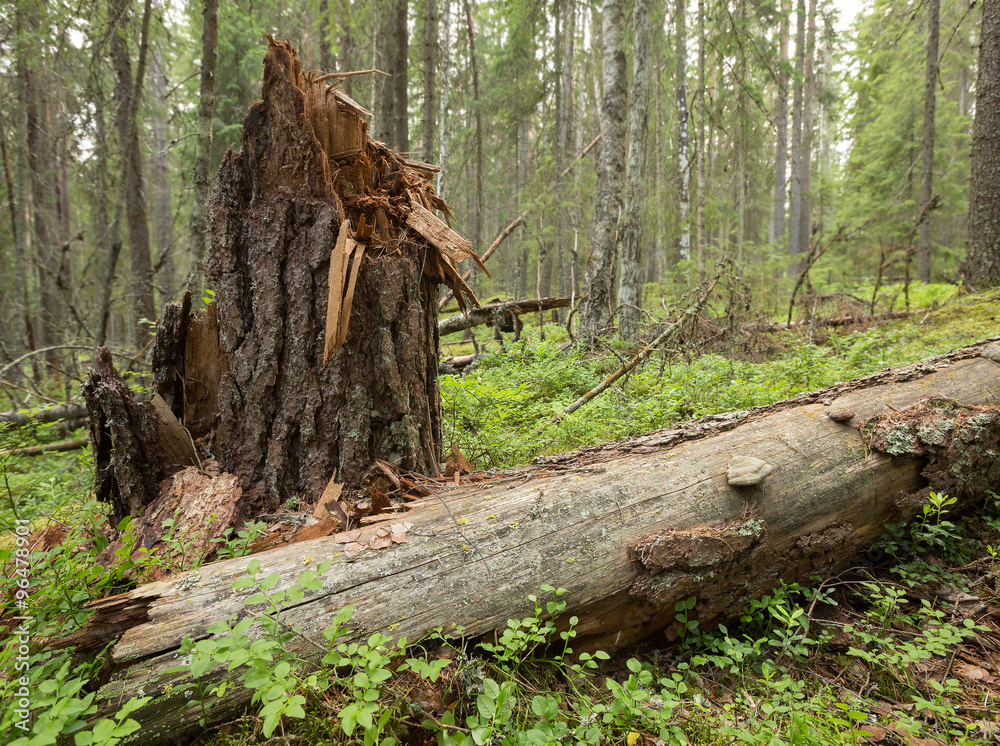 Fallen pine tree, Pinus sylvestris in natural forest