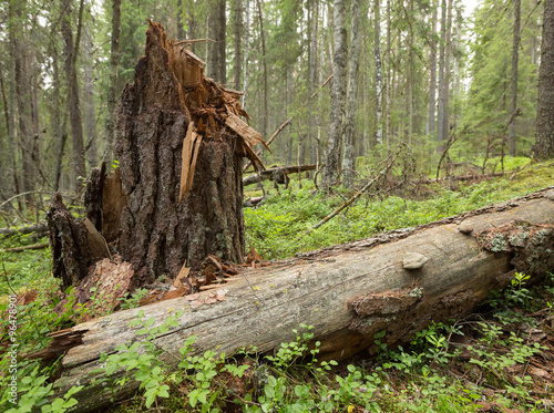 Fallen pine tree, Pinus sylvestris in natural forest