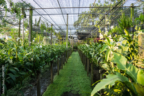 pergola orchid in Thailand