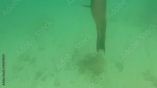 Wallpaper Mural Sea lion swimming underwater in deep blue ocean in the Galapagos Islands. Ecuador 2015 Torontodigital.ca