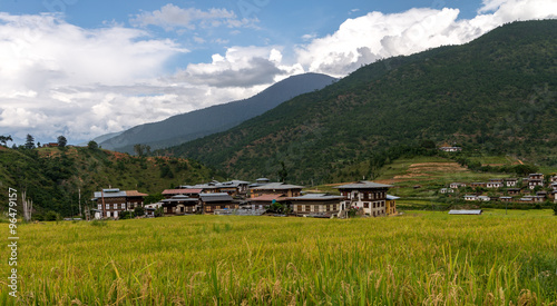 Bhutan Rice Fields, Paro Valley Sep 2015 photo