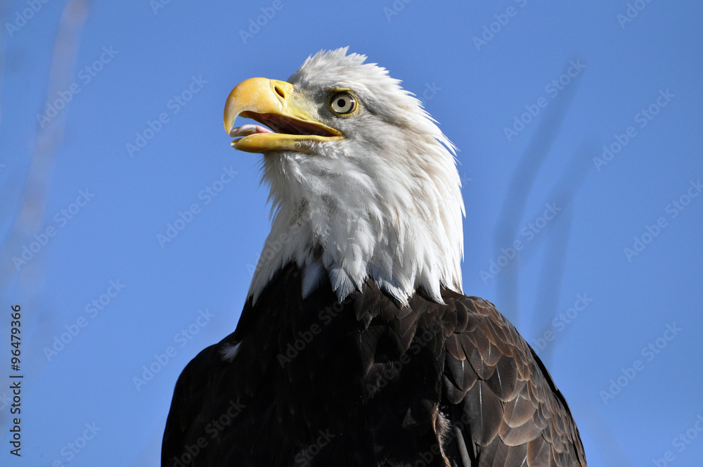 Obraz premium Bald eagle against blue sky
