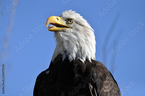 Bald eagle against blue sky © gevans