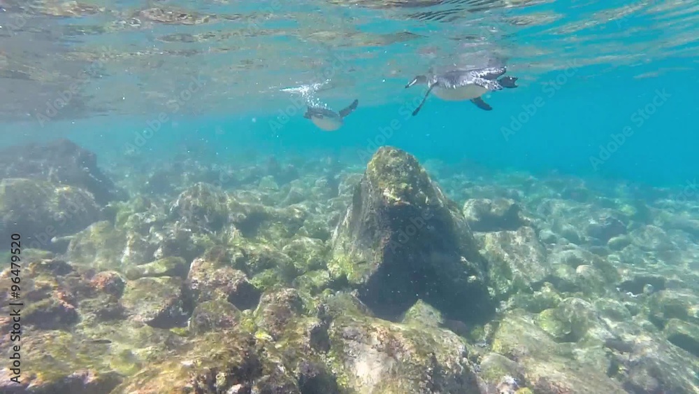 Close-up view of little Galapagos penguins swimming underwater. Galapagos Island. Ecuador 2015 Close-up view of little Galapagos penguins swimming underwater. Galapagos Island. Ecuador 2015