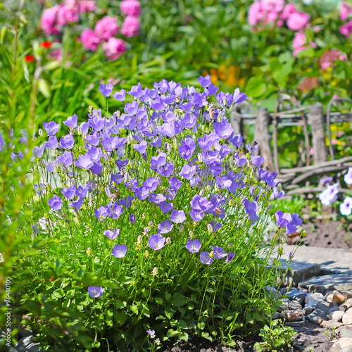 Декоративное садовое растение Колокольчик карпатский ( Campanula carpatica). Цветущий куст на дачном участке
