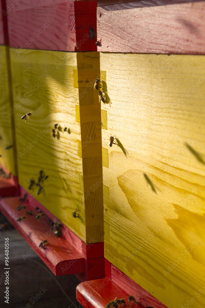 Bee hive - obrazy, fototapety, plakaty 