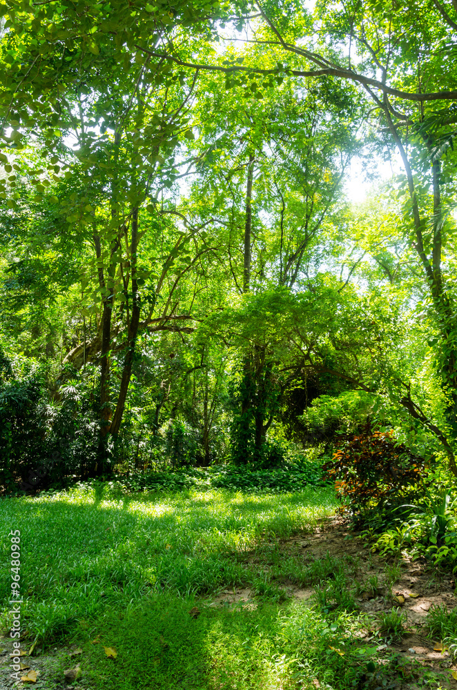 natural environment of green tree and grass natural environment of green tree and grass