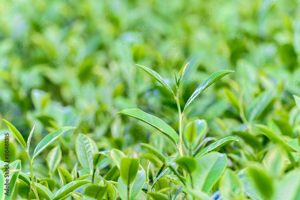 Freshness tea top in plantation. Freshness tea top in plantation.