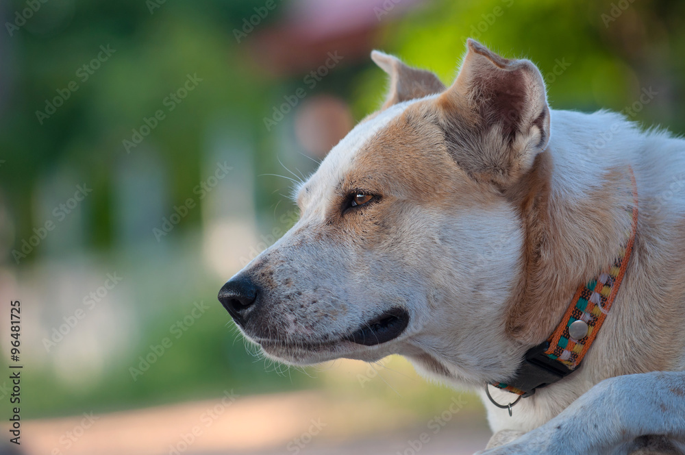Obraz premium dog